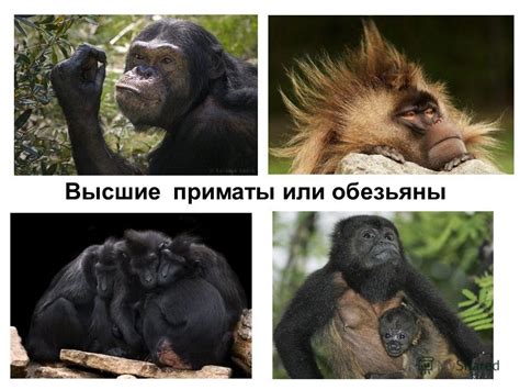 Презентация на тему: "ЭВОЛЮЦИЯ ПРИМАТОВ. Первые млекопитающие Предки ...