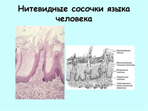 Язык. Мышечное тело языка - презентация онлайн