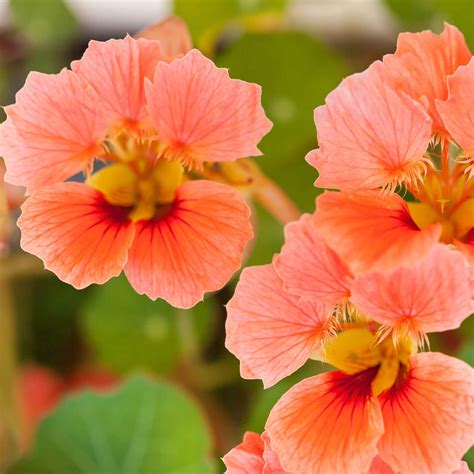 Nasturtium Seeds - Vesuvius | Flower Seeds in Packets & Bulk | Eden
