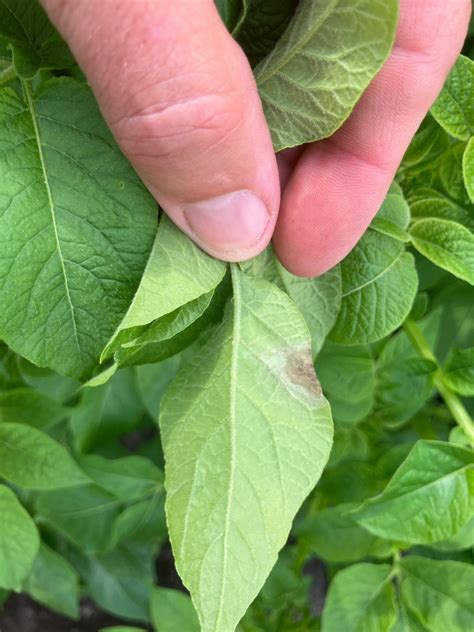 Phytophthora slaat al vroeg in het seizoen toe - Gewastour aardappelen ...