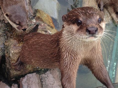 Japanese River Otter