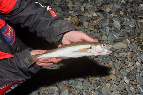 whiting fishing   catch whiting talk sea fishing guides