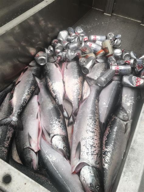 Chasin Crustacean Fish Report - Chasin Crustacean - Some people know ...