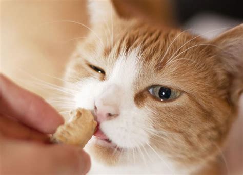 Homemade Treat Recipe for Cats | PetMD