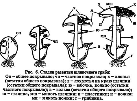 СТРОЕНИЕ ШЛЯПОЧНЫХ ГРИБОВ