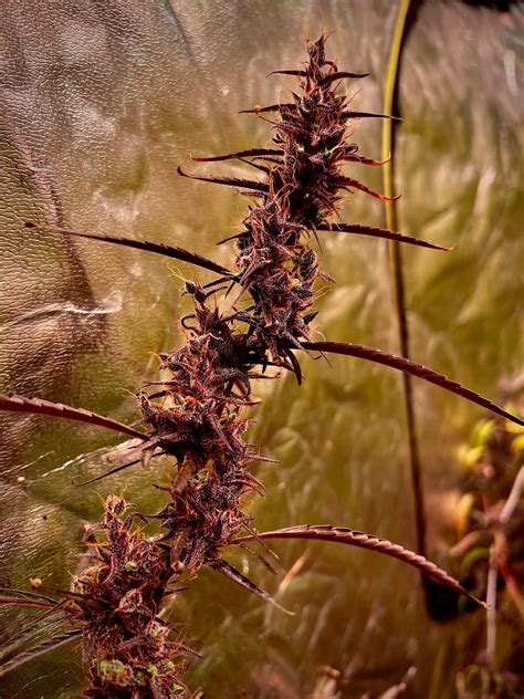 made this from my favourite Original Haze selection... found some