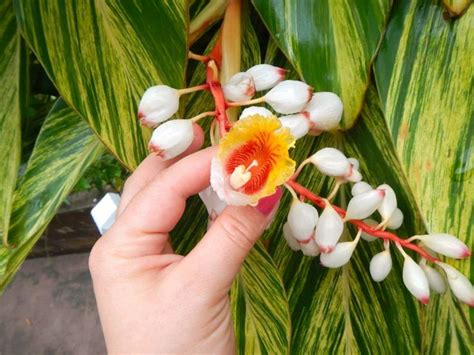 48 best images about Caribbean flowers on Pinterest | Flowers ...