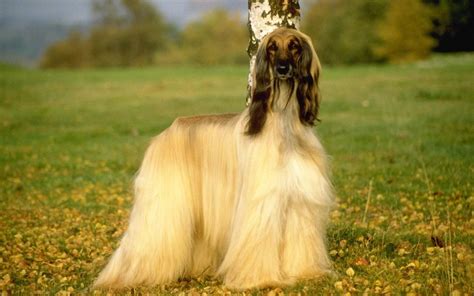 Afghan Hound Wallpapers - Wallpaper Cave