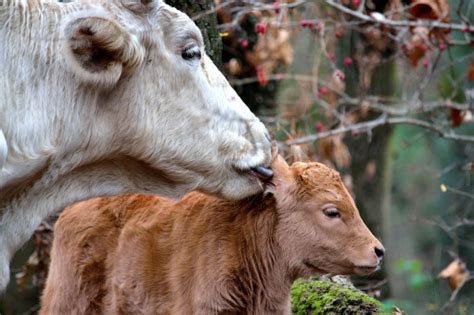 images water nature wildlife  fauna animals cattle