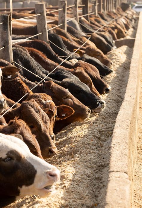 feed minerals fertilizers soil britannica