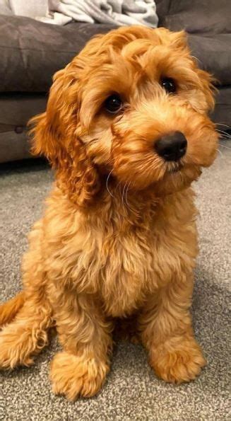 Cockapoo facts the ultimate cockapoo guide – Artofit