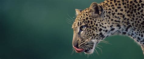 Leoparden im WWF-Artenlexikon: Zahlen & Fakten
