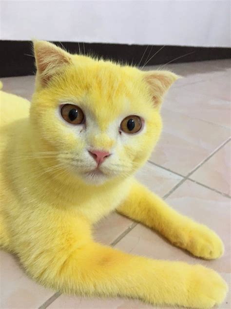 kucing berwarna kuning jamiya  merritt