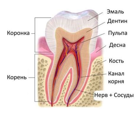 Кариес – лечение без боли, высокие стандарты. г Минск