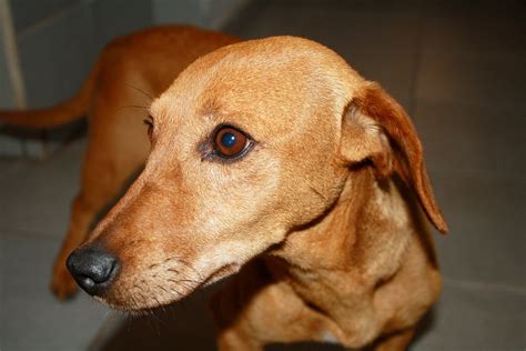 Dog Profile Friend - Free photo on Pixabay - Pixabay