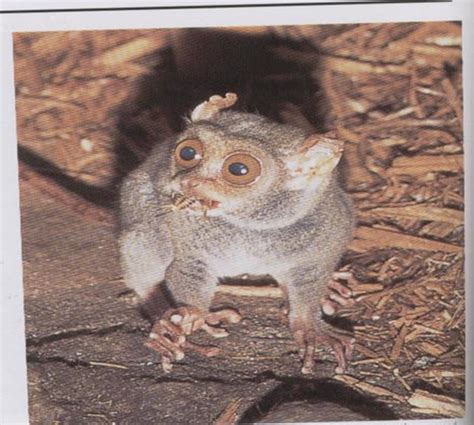 prosimians flashcards quizlet