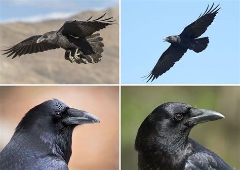 Common Raven Vs American Crow