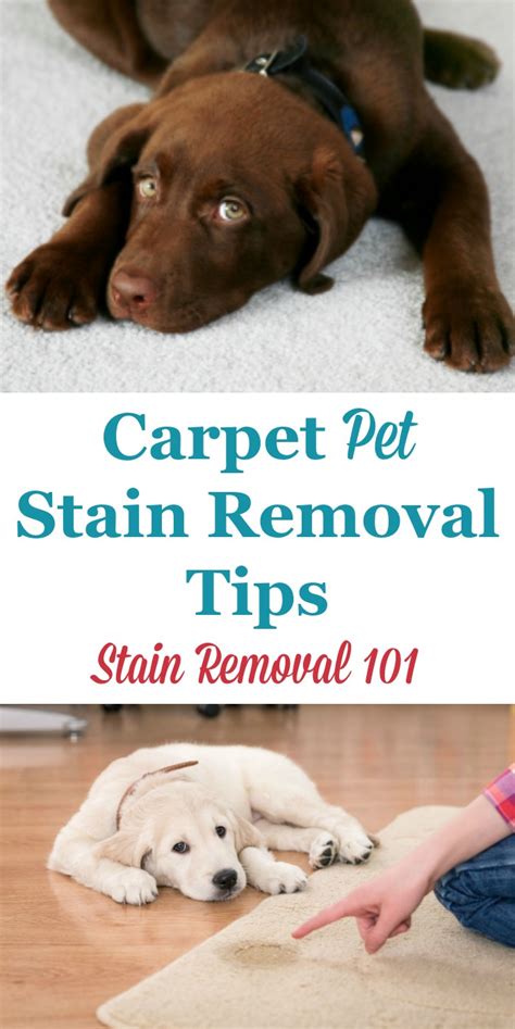 Carpet Pet Stain Removal Tips