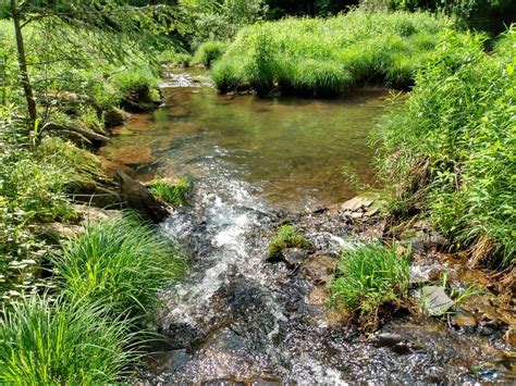 Oliver Phineas' Forest Oasis - Austin, PA | MyHikes