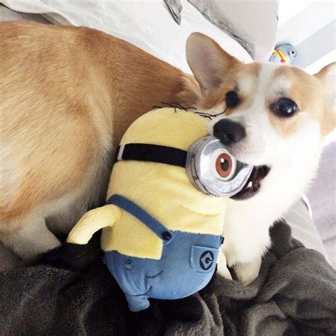 Benson The Corgi