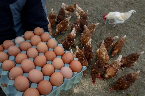 Trump tells UK to buy chlorinated chicken from US if it wants tariff