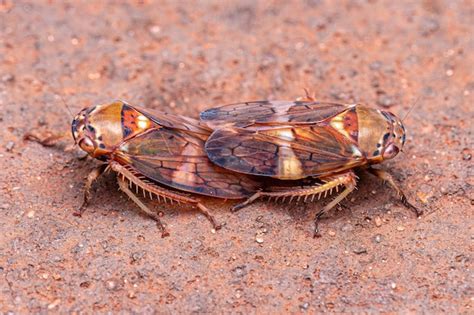 Premium Photo | Adult typical leafhopper