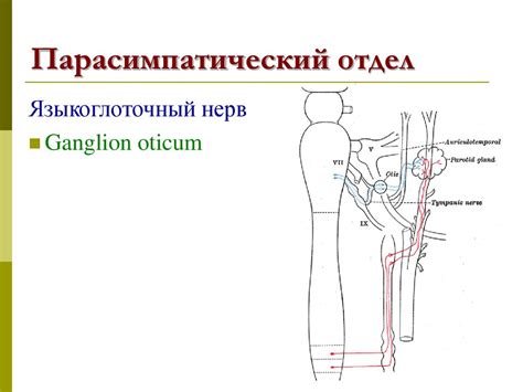 Вегетативная нервная система. Периферический отдел - презентация онлайн
