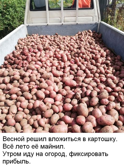 ﻿Весной решил вложиться в картошку. Всё лето её майнил. Утром иду на ...