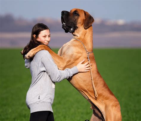 Top 10 Big Dog Breeds Every Young Couple Should Know About - Life with ...