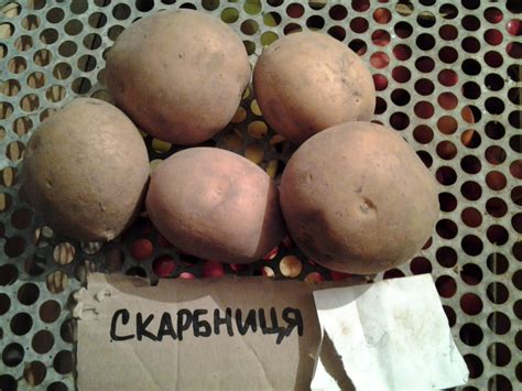 Сорт Скарбниця (культура картопля, рослина Картопля) | ІАС "Аграрії разом"