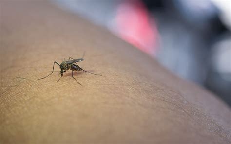 Qual É O País Que Não Tem Mosquito - Adeus, repelente! Saiba qual país do mundo não tem mosquitos - R1