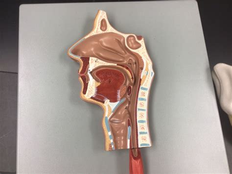 Mouth Diagram | Quizlet 
