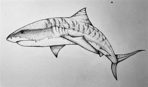 tiger shark tattoo  designed     clean   digitally