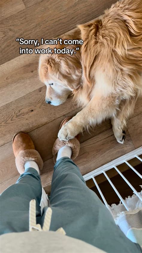 Chase n Chester | Golden Retriever Dad & Son | 7 years ago today, we had no idea this is how