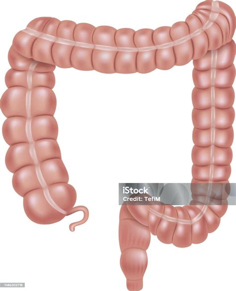 Vetores de O Intestino Grosso e mais imagens de Vector - Vector ...