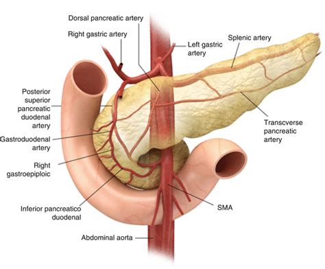 Pancreas Anatomy Uncinate