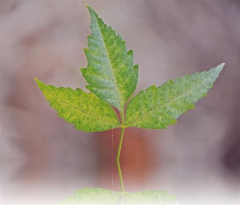Why Does Neem Oil Burn Leaves? (And Why It’s Not the Oil’s Fault