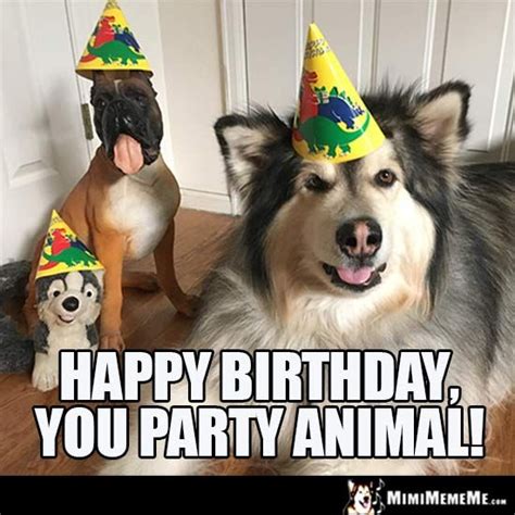 Dog Birthday Meme: Happy Birthday, you party Animal! | Happy birthday ...