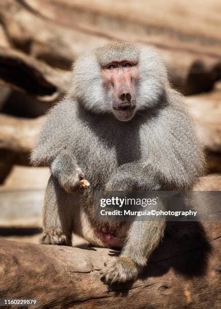 255 Babuino Stock Photos, High-Res Pictures, and Images - Getty Images