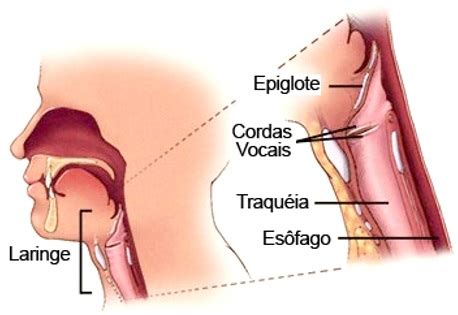 Traqueia | Anatomia e Função | Histologia | Resumo