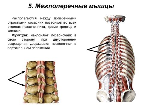 Мышцы спины. Поверхностные мышцы спины. Глубокие мышцы спины ...