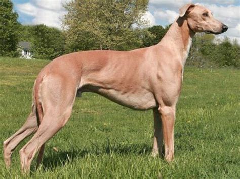 23 Most Muscular Dogs : Muscle Dog Breeds as Your Guards - Pet Care Stores