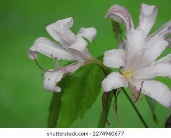 naked lady lily  plants  stock photo  shutterstock