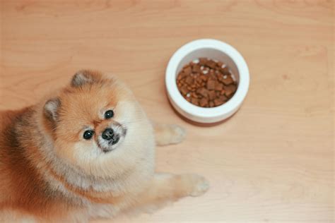 Pomeranian Lab Mix: Essential Care and Ownership Tips