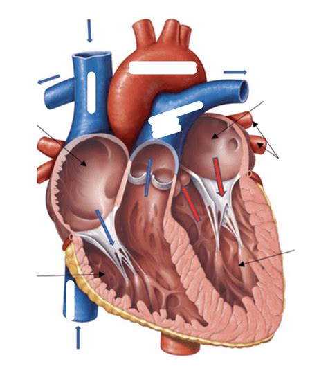 Left ventricle Diagram | Quizlet