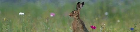 Irish Hare – The Hare Preservation Trust