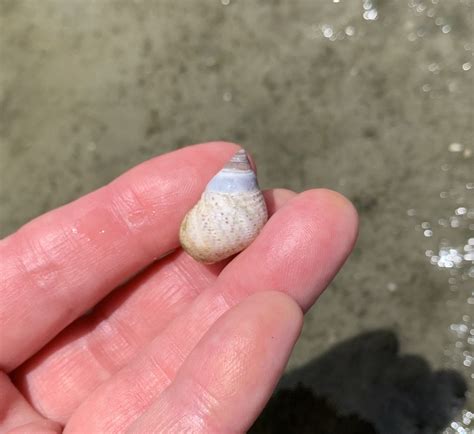 marsh periwinkle seashells  millhill