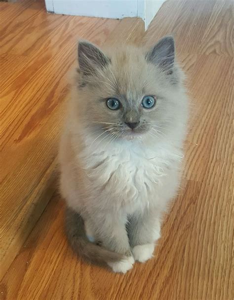 about maine coon cats ny: Blue Point Bicolor Ragdoll