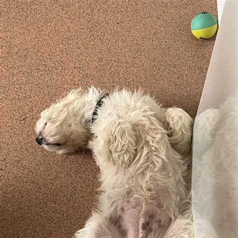 Teddy King Charles Spaniel | Purina UK
