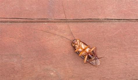 Does Boric Acid Kill Roaches and How Effective is it?